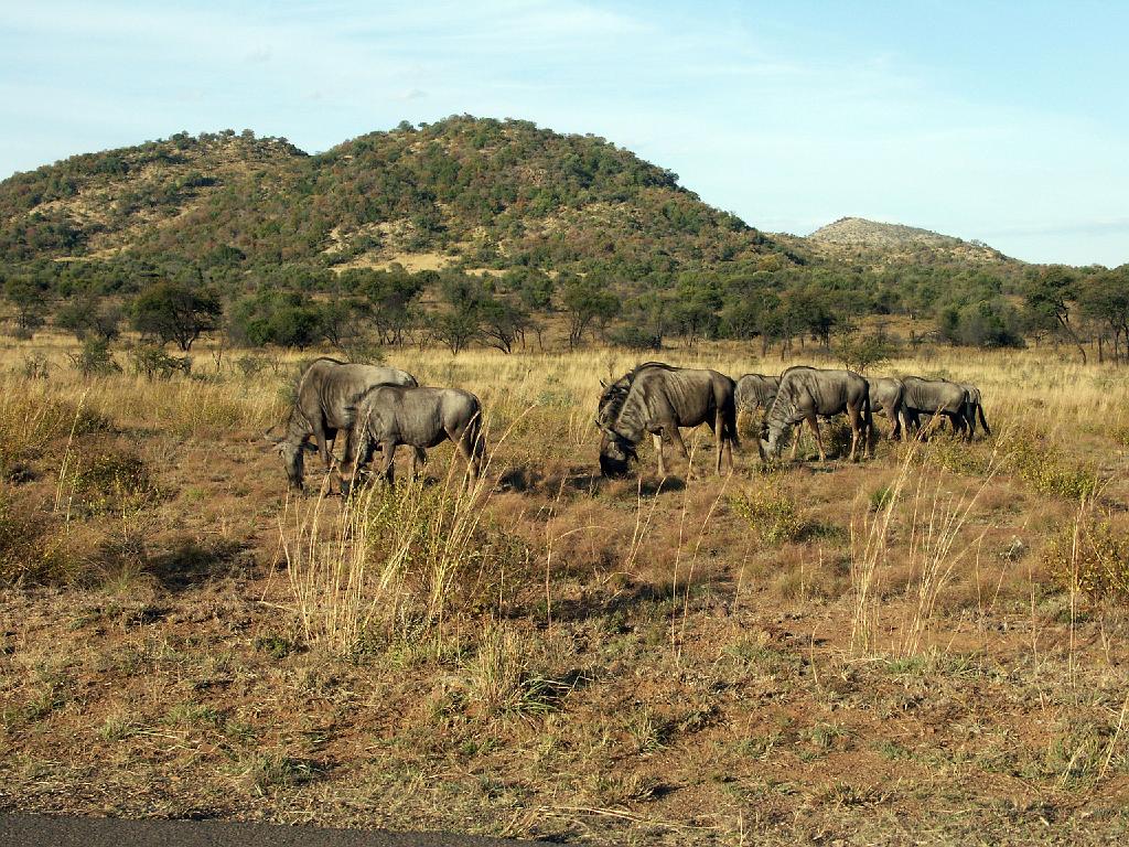 090516_Pilanesberg 254.jpg